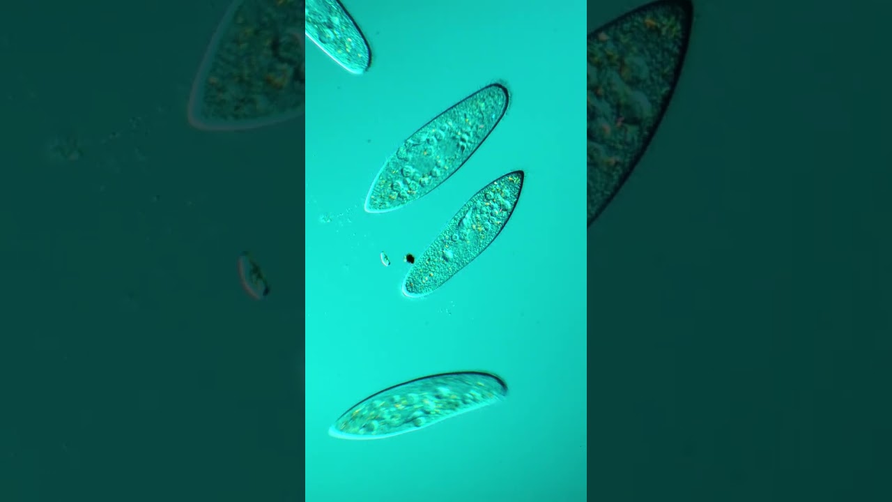 Las C&eacute;lulas PROCARIOTAS en 1 MINUTO 🔬 #SHORTS