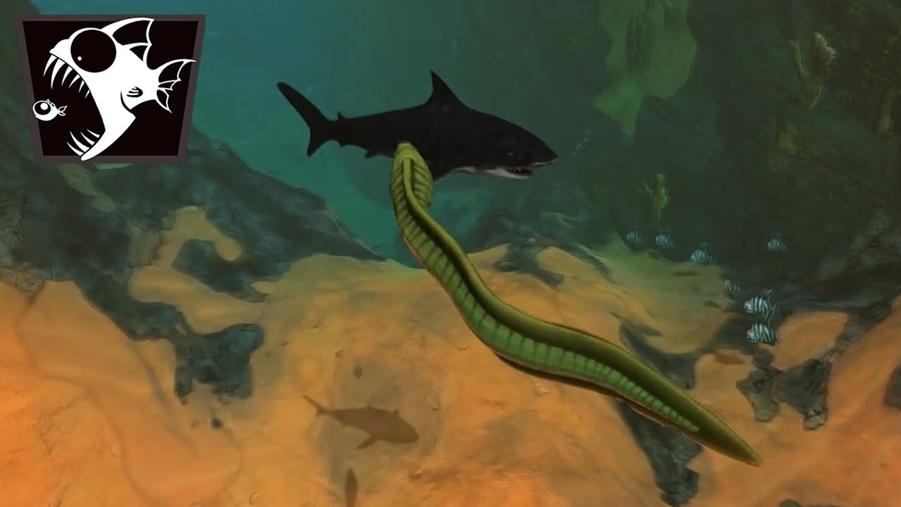 LA MUR&Egrave;NE VS REQUIN-TIGRE - Feed And Grow #42 (FR)