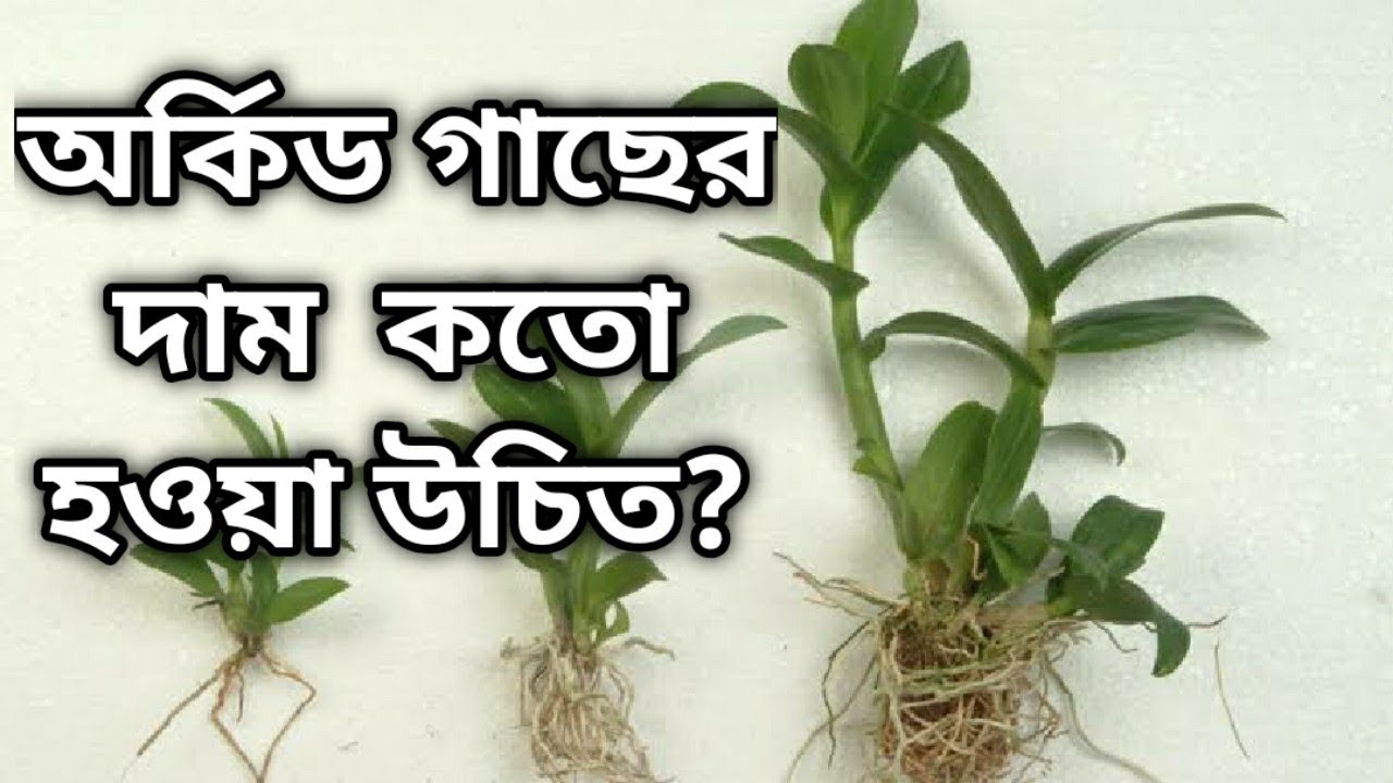 অর্কিড গাছের দাম কতো হওয়া উচিত ? । Whimsy Crafter বাংলা
