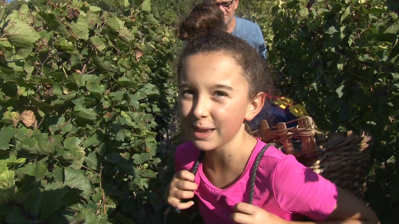 Des enfants de Pont-du-Château vendangent