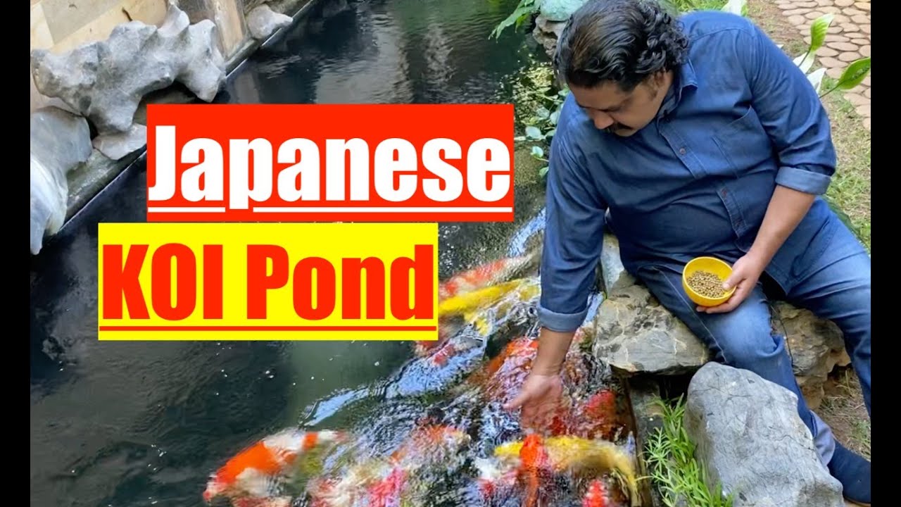 Back to Nature | Living in a Beautiful Home | Nature Aquarium | Japanese Koi Fish Pond | Part 2