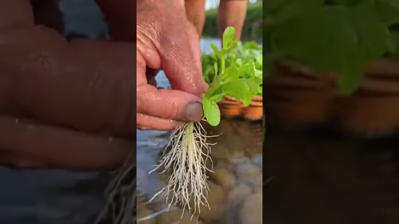 Você sabe o nome dessa planta ? #agro #fazenda #roça #campo #vidanaroça