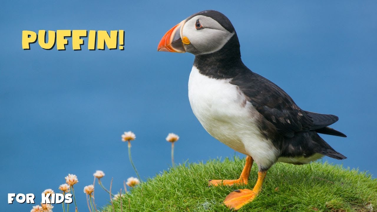 Puffins The Colorful Clowns of the Sea | Fun Facts for kids