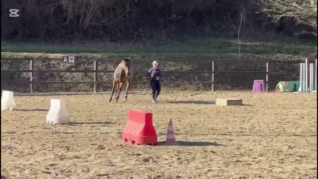  Liberty Parelli Audition Level 4 - Elena & Fly