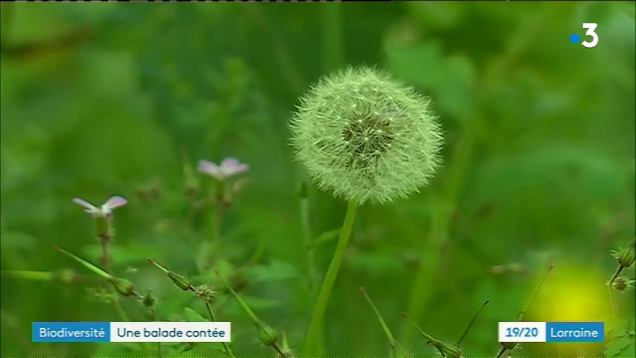 Balade contée à la réserve naturelle d'Hettange-Grande