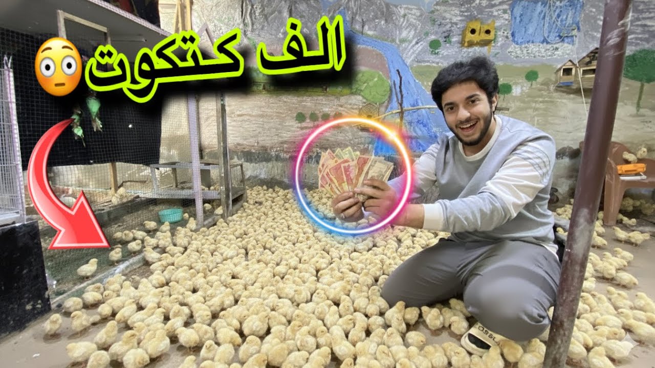 اسهل مشروع ربح بيع الكتاكيت😲😃#سوق_الغزل 
