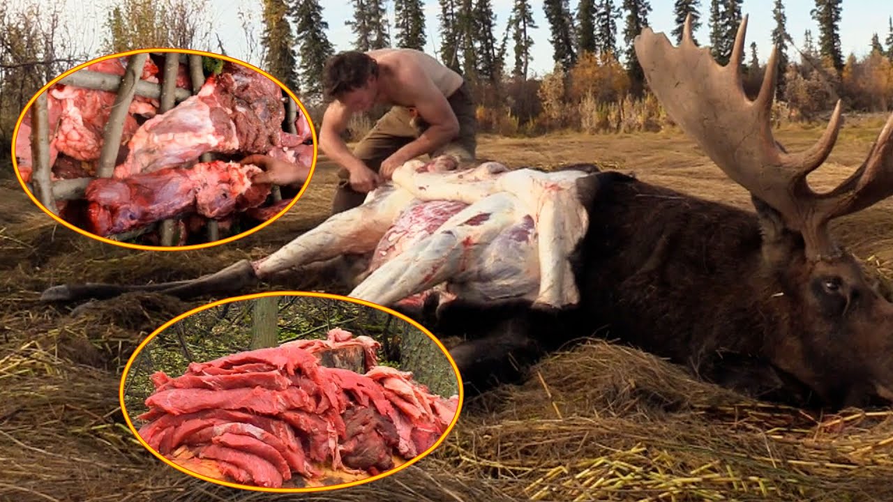 He Hunted A 1200-Pound Moose With A Single Arrow, Easily Claiming A $500,000 Reward!