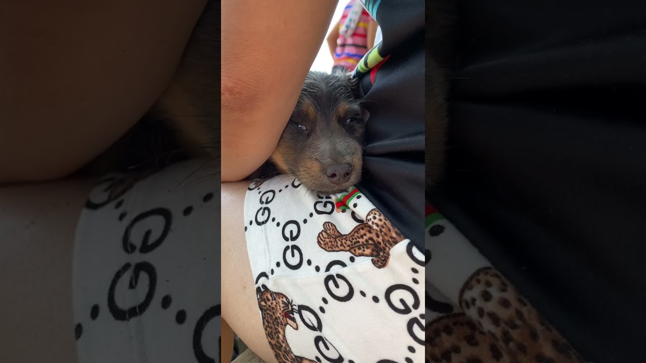 #shortvideo #cutedogs #doglover #dogsvideo #cutepuppy #sleepypuppy Cutie Sleepy Puppy ❤️