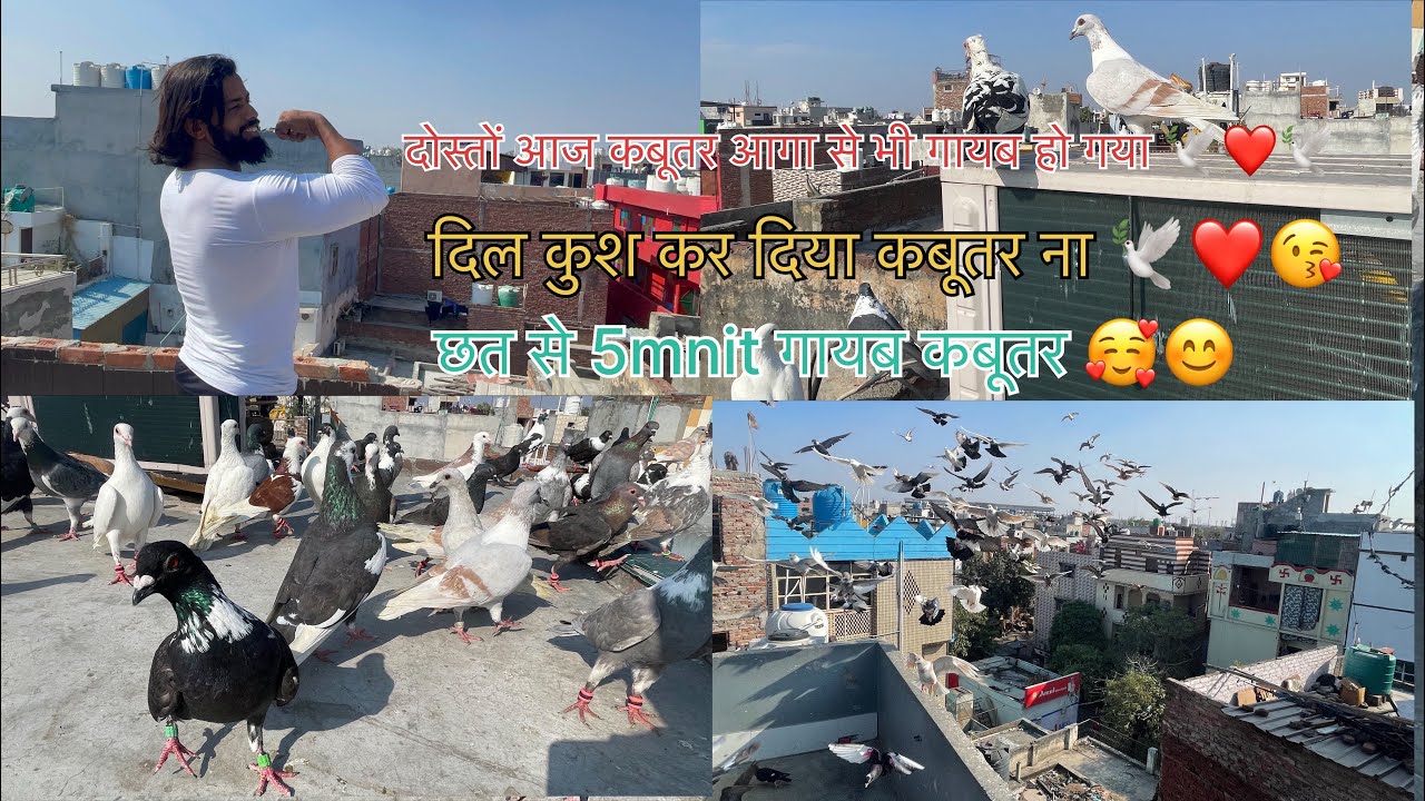 दोस्तों आज आगा से भी देखा ना बंद कबूतर 🕊️❤️🕊️#trending #viralvideo #youtubevideo #kabutarattitude 