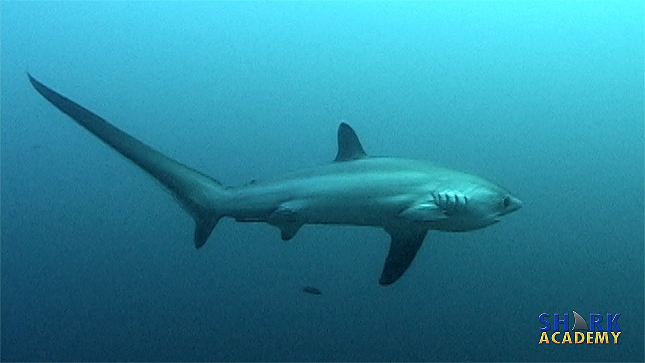 Thresher Shark | SHARK ACADEMY