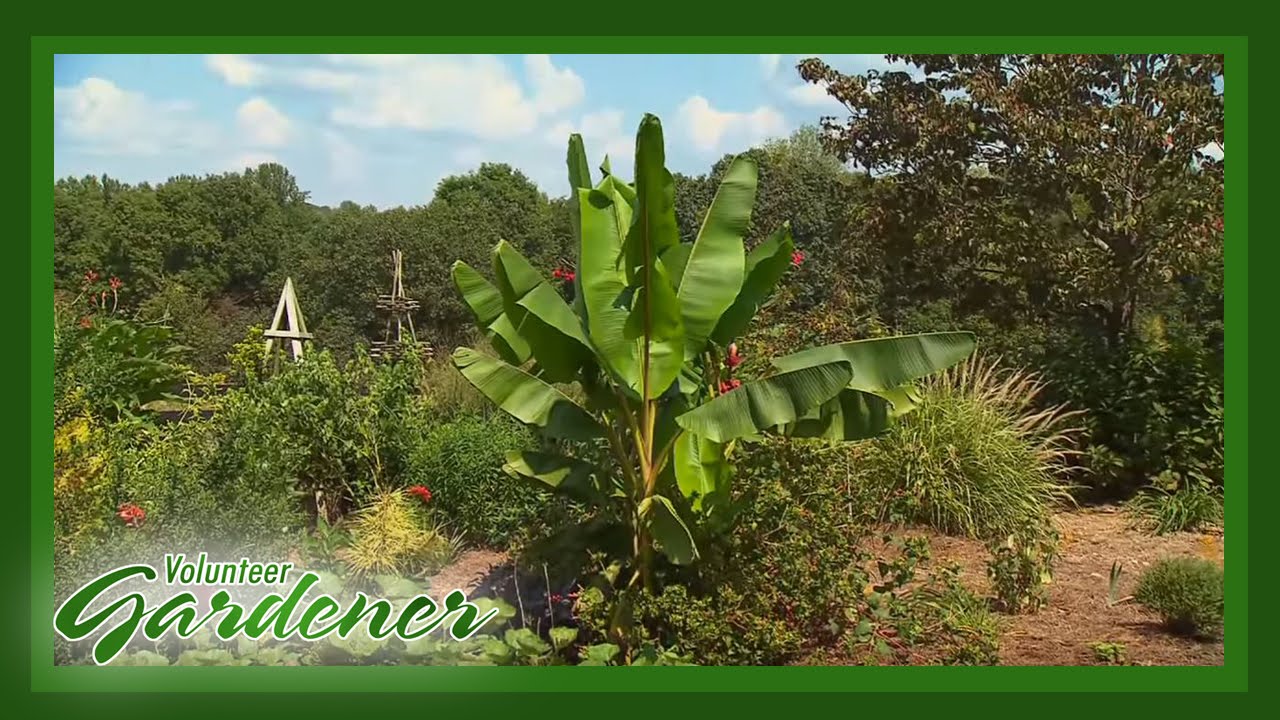Plant Collection of a Traveling Plantsman | Volunteer Gardener