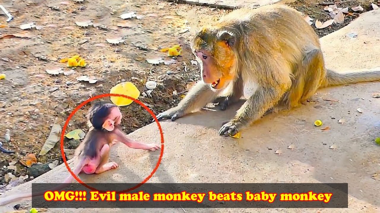 The skinny monkey went near the monkey father, and was slapped very hard by the monkey father.
