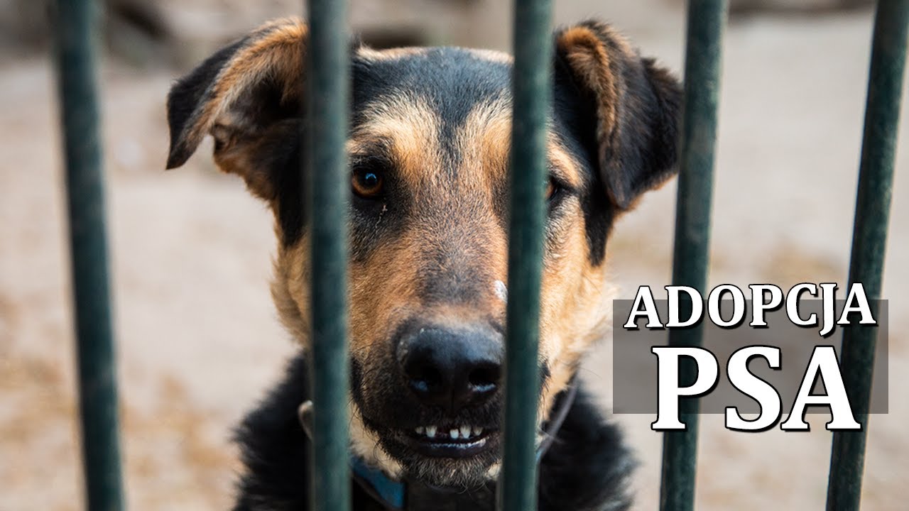 ADOPCJA PSA krok po kroku - rozmowa z pracownikiem