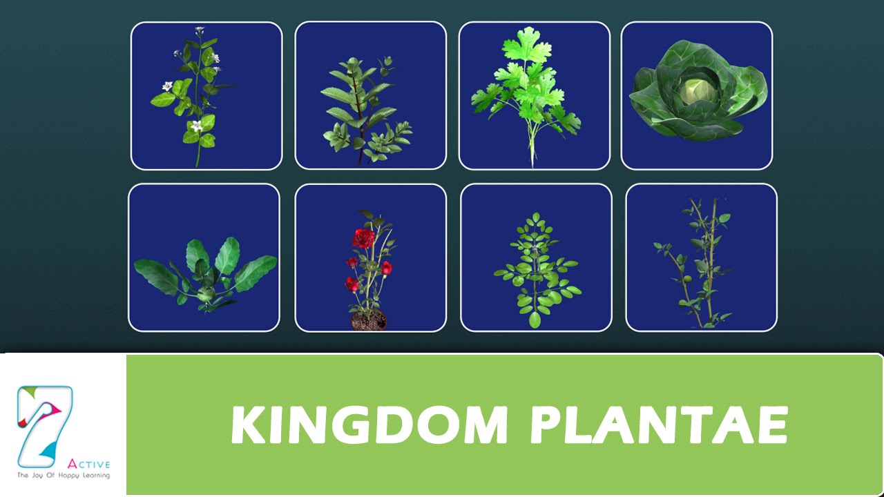 KINGDOM PLANTAE