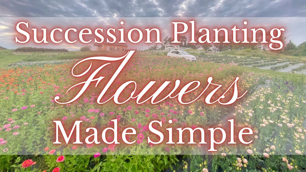 SUCCESSION PLANTING FLOWERS Made Simple | PepperHarrow Farm