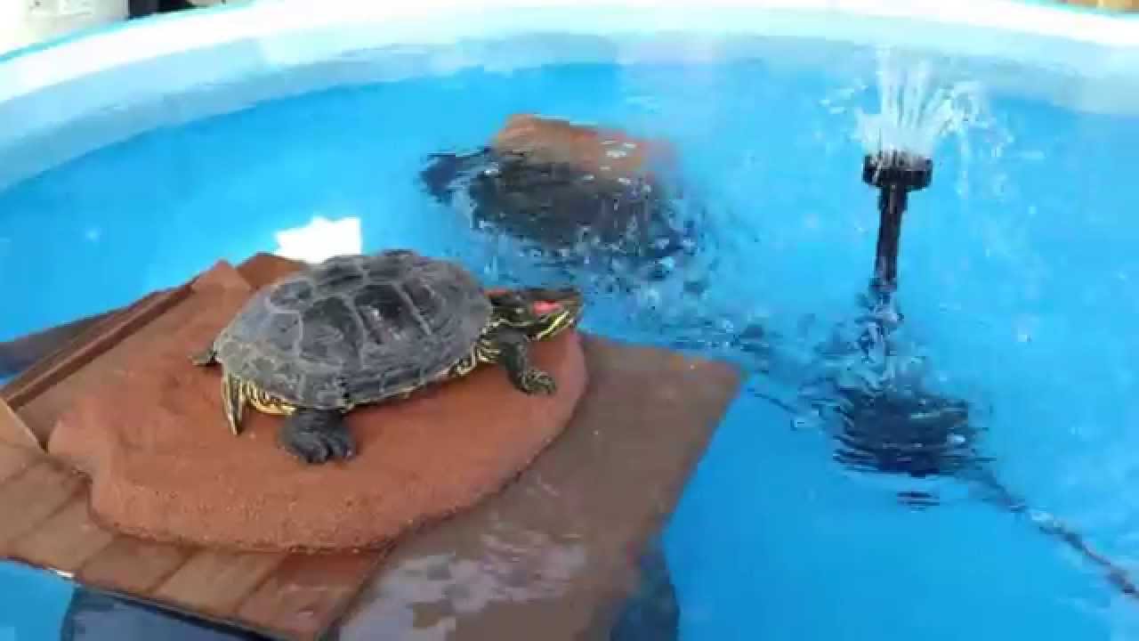 Turtle Pond / Pool