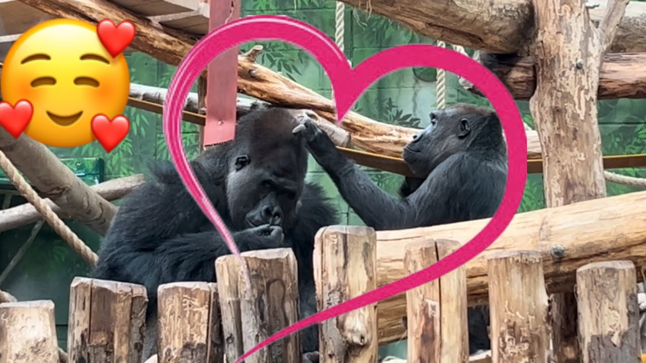 Love of Kiburi and Mjukuu❤️. Baby gorillas Venus and Juno are playing together 🦍💕
