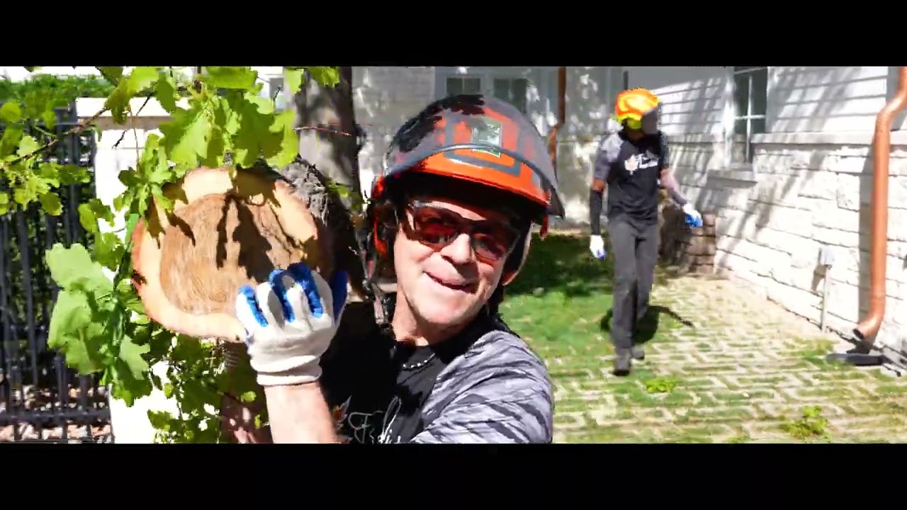 Safe & Efficient Tree Removal by Certified Arborists | Denver Tree Experts