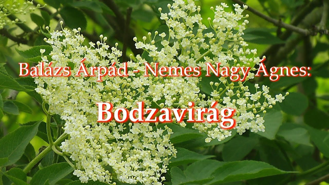 Balázs Árpád – Nemes Nagy Ágnes: Bodzavirág