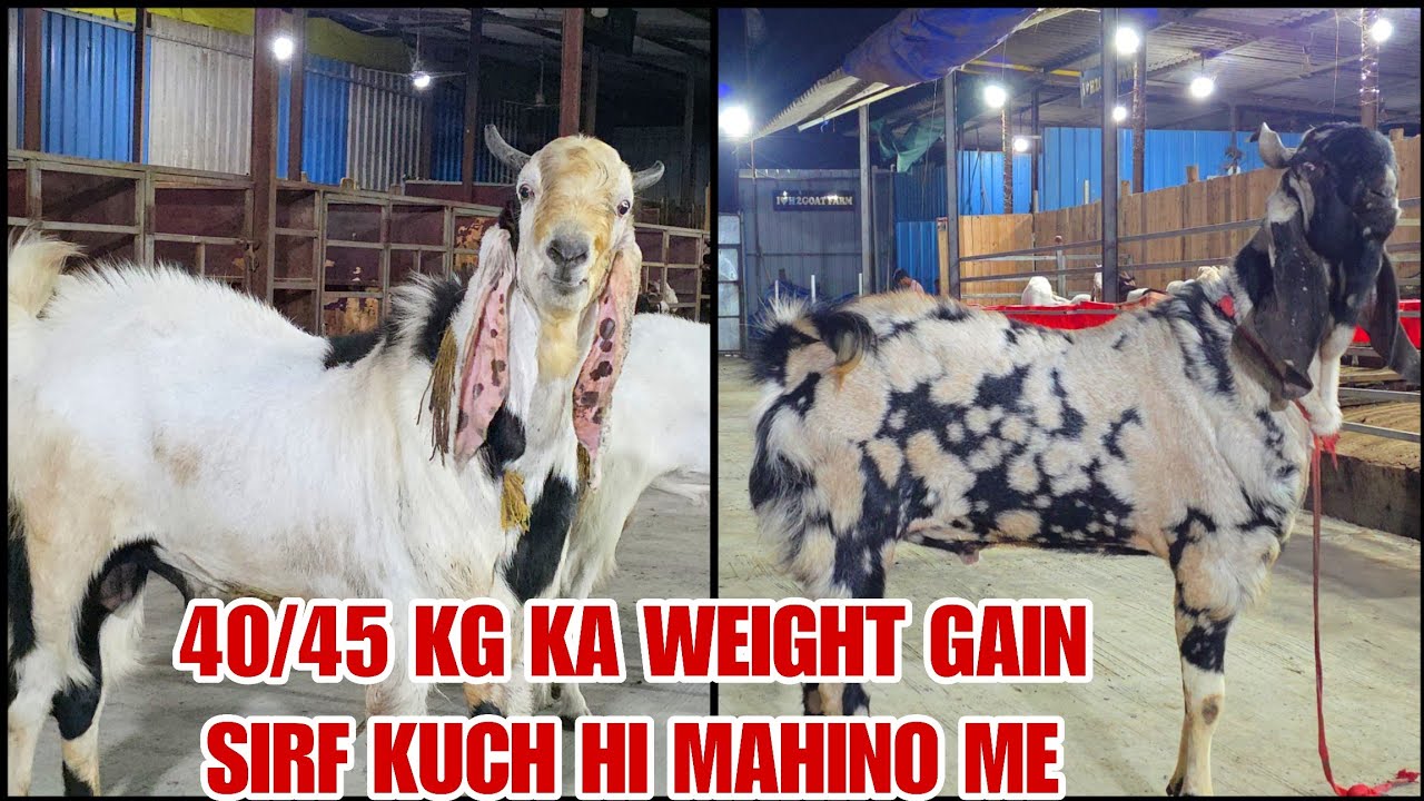 40/45 Kg Gain Sirf Kuch Hi Mahino Me H2 Goat Farm Pe Bakre Sahi Time Pe Kharidne Ka Faida