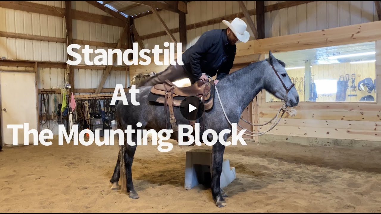 Teaching a young Andalusian to Standstill at the Mounting Block