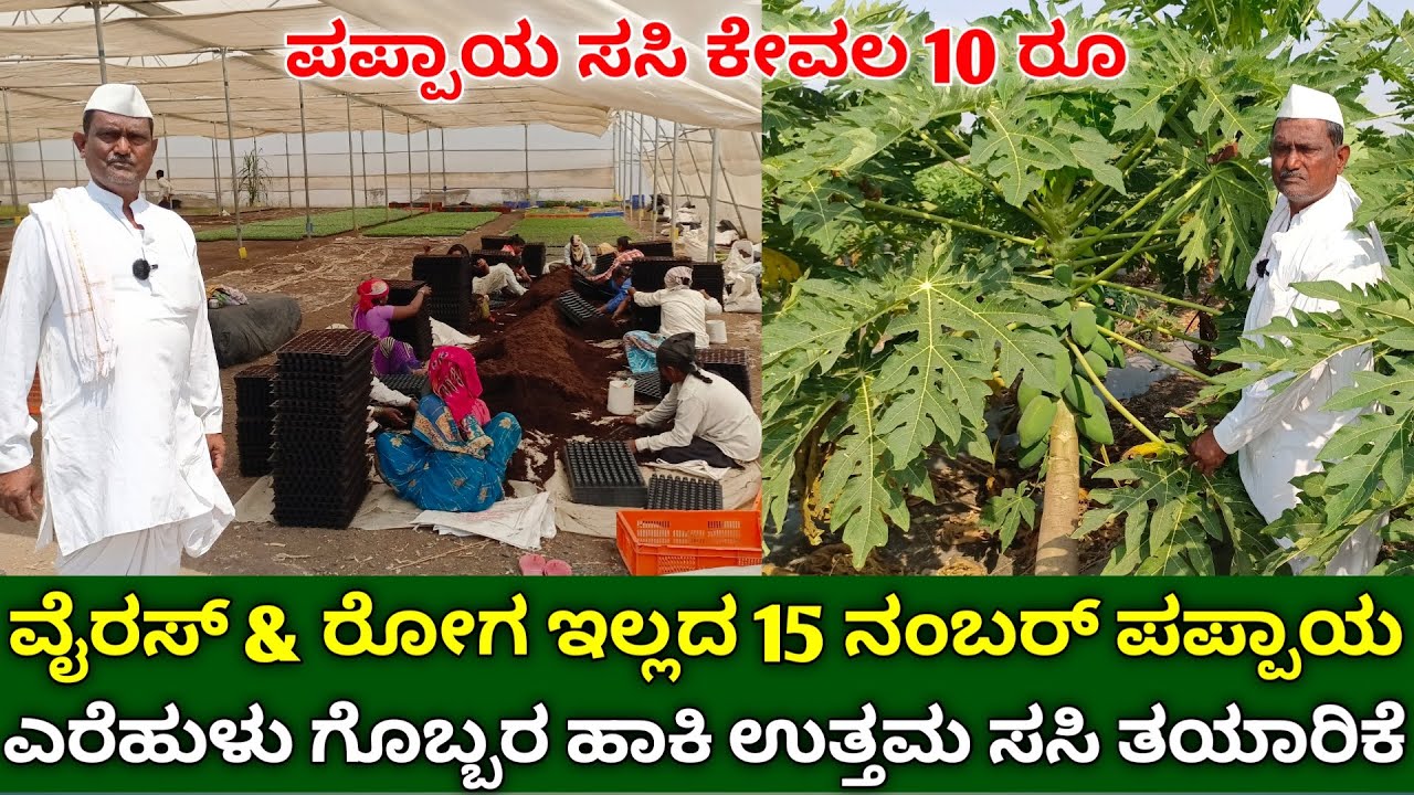ವೈರಸ್ & ರೋಗ ಇಲ್ಲದ 15 ನಂಬರ್ ಪಪ್ಪಾಯ ಕೃಷಿ | ಉತ್ತಮ ಸಸಿ ಕೇವಲ 10 ರೂ | 15 number papaya farming in kannada