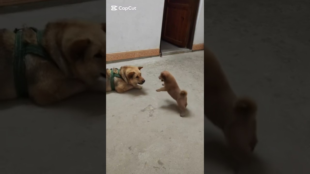 little puppybarking Sound