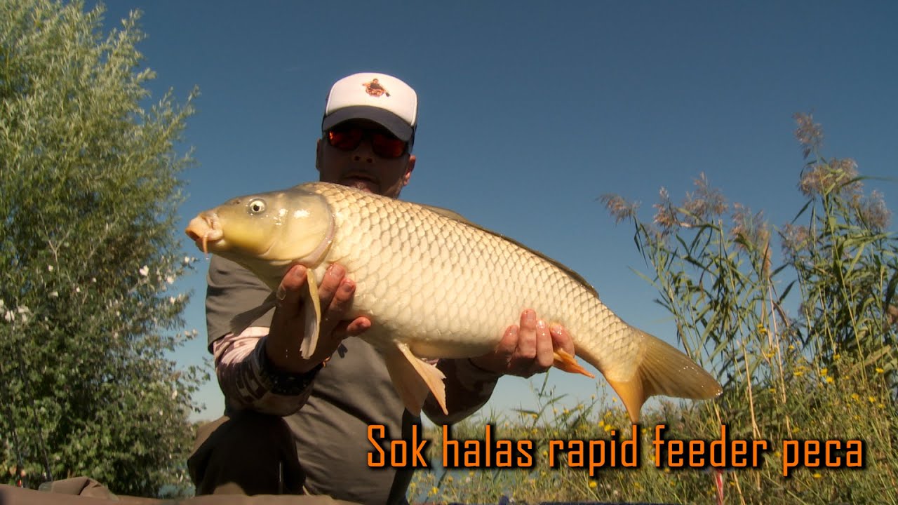 Sok halas rapid feeder peca
