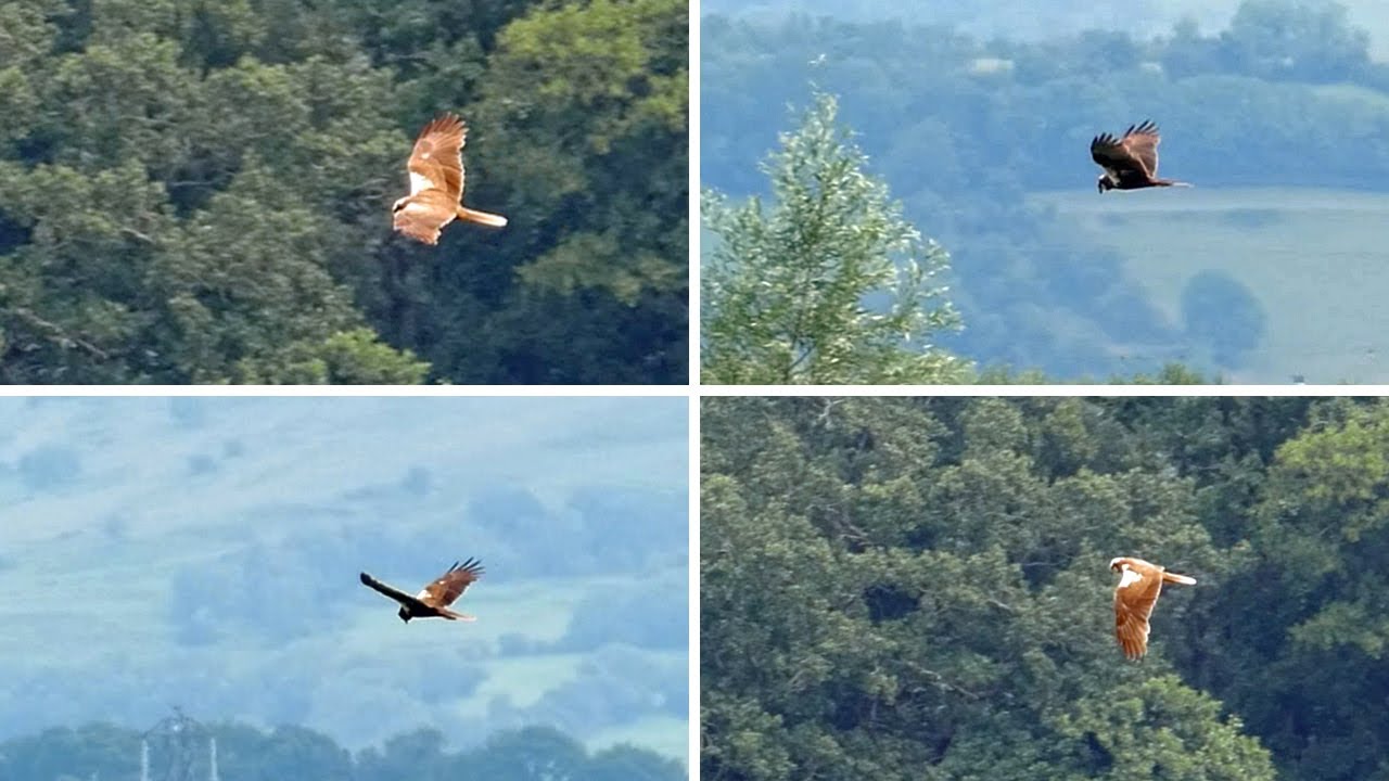Marsh Harrier - Bird of Prey in Flight