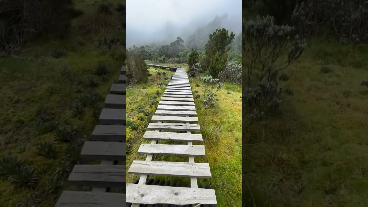 Hiking Mt Rwenzori in Uganda #travelwithkisembo #subscribe #visituganda
