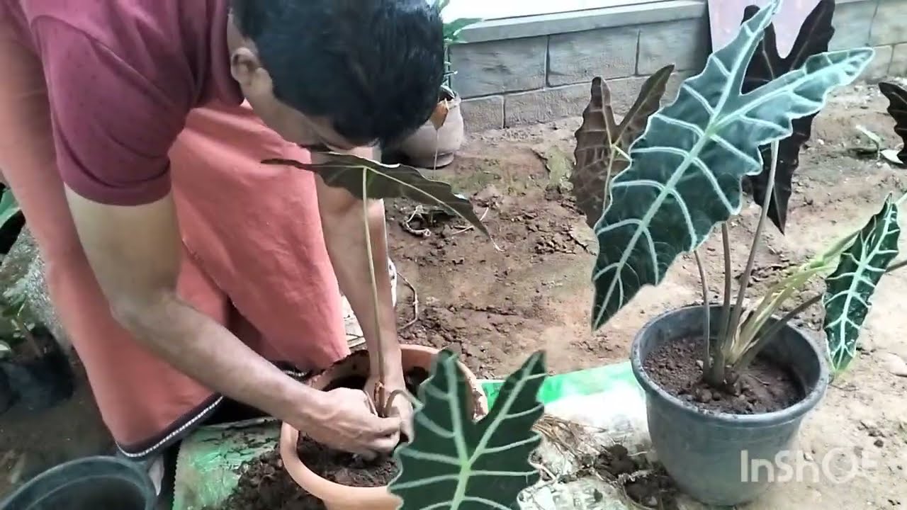 റി പൊട്ടിങ് an🌿സെയിൽ 🌿9526409624