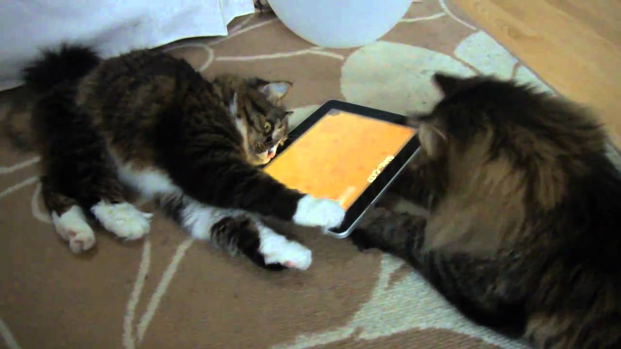 Cats playing 