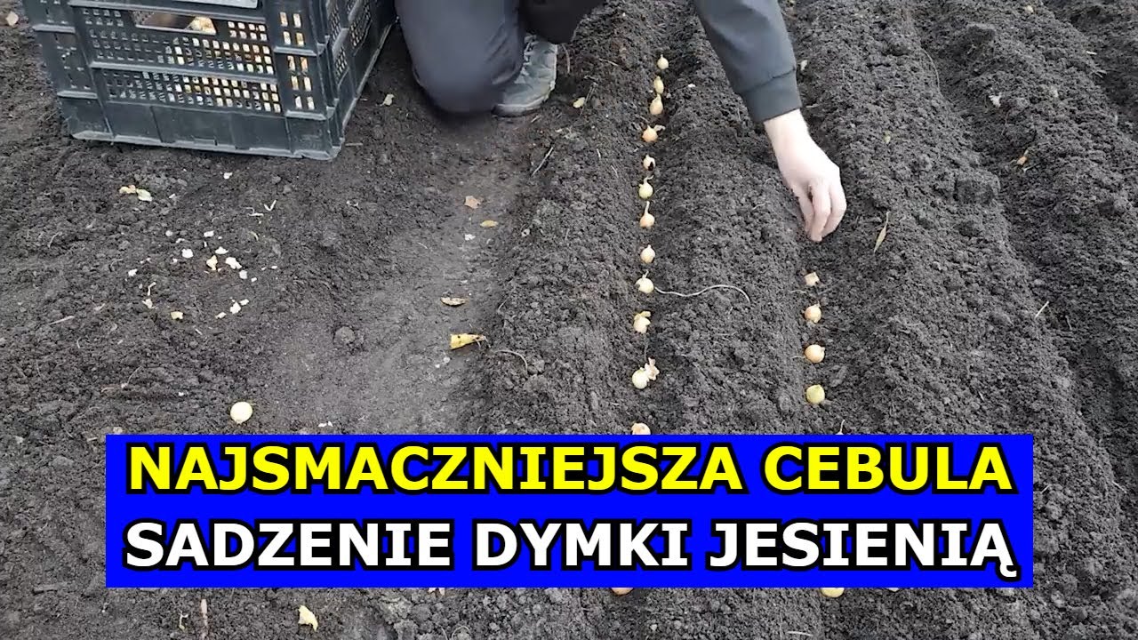 Jak sadzić Cebulę Dymkę Jesienią. Najlepsza Cebula i Sadzenie przed Zimą. Sąsiedztwo, Uprawa Cebuli.