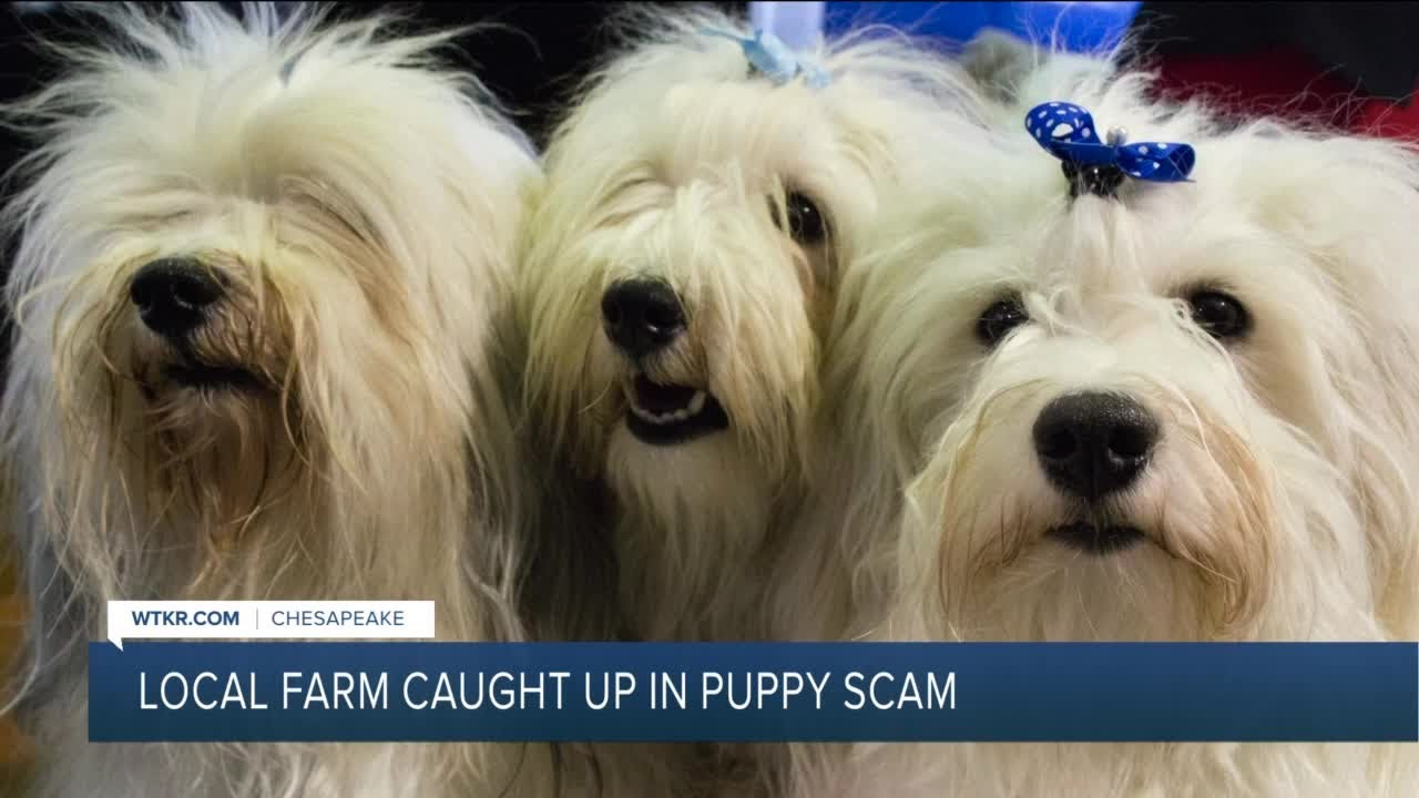 Local farm caught up in puppy scam