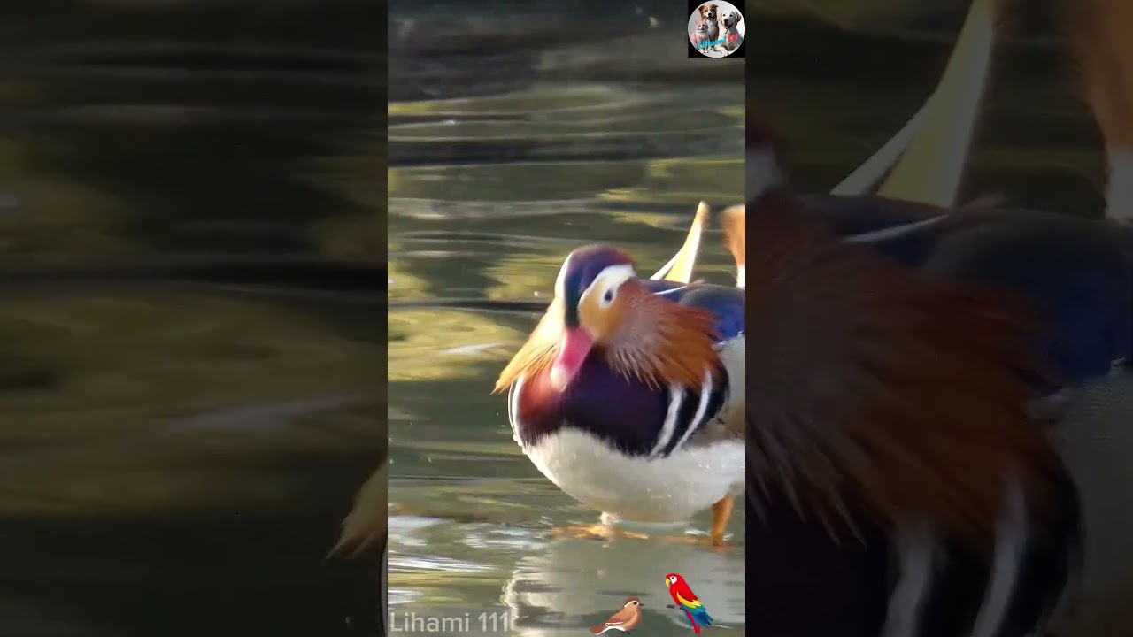 Explore Exotic Wildlife | Stunning Birds in 4K Ultra HD | Lihami 111 
