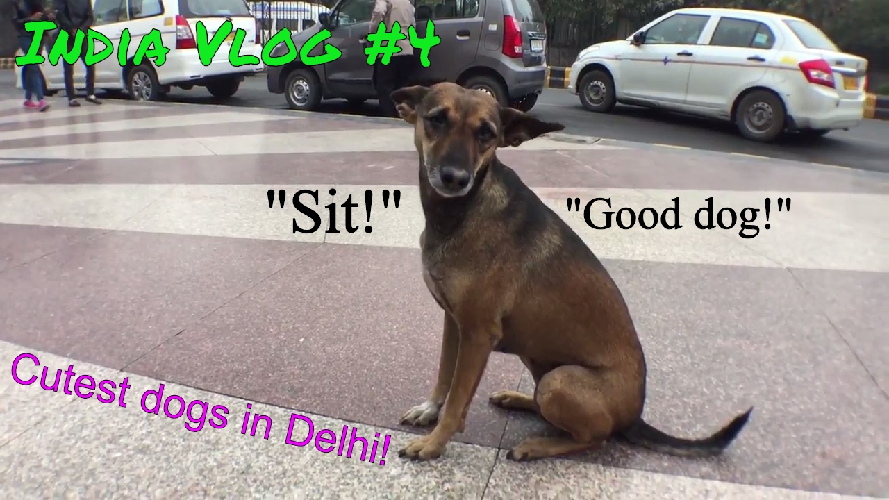 CUTEST STRAY DOGS in DELHI! (India Vlog #4)