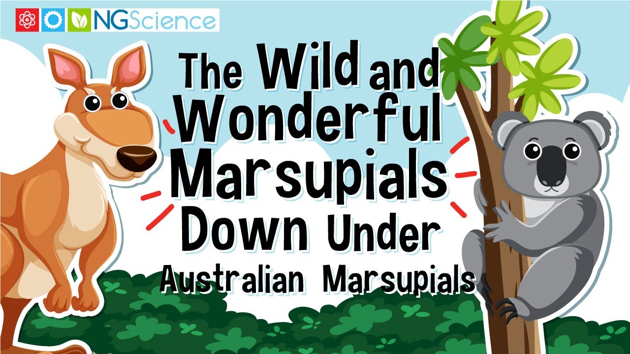 The Wild and Wonderful Marsupials Down Under &ndash; Australian Marsupials