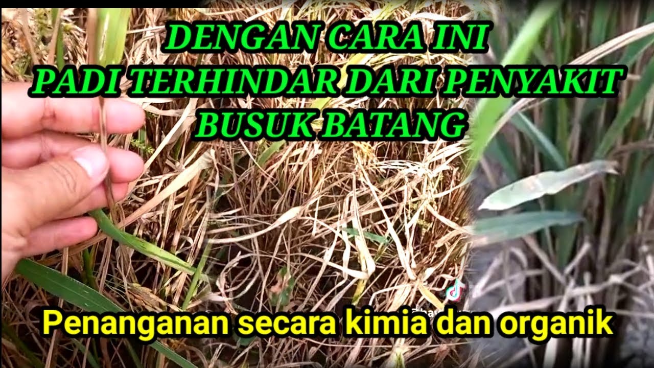 𝙋𝘼𝘿𝙄 𝘼𝙈𝘼𝙉 𝘿𝘼𝙍𝙄 𝘽𝙐𝙎𝙐𝙆 𝘽𝘼𝙏𝘼𝙉𝙂 𝙃𝘼𝙉𝙔𝘼 𝙈𝙀𝙇𝘼𝙆𝙐𝙆𝘼𝙉 𝘾𝘼𝙍𝘼 𝙎𝙀𝙋𝙀𝙍𝙏𝙄 𝙄𝙉𝙄. #busukbatang 