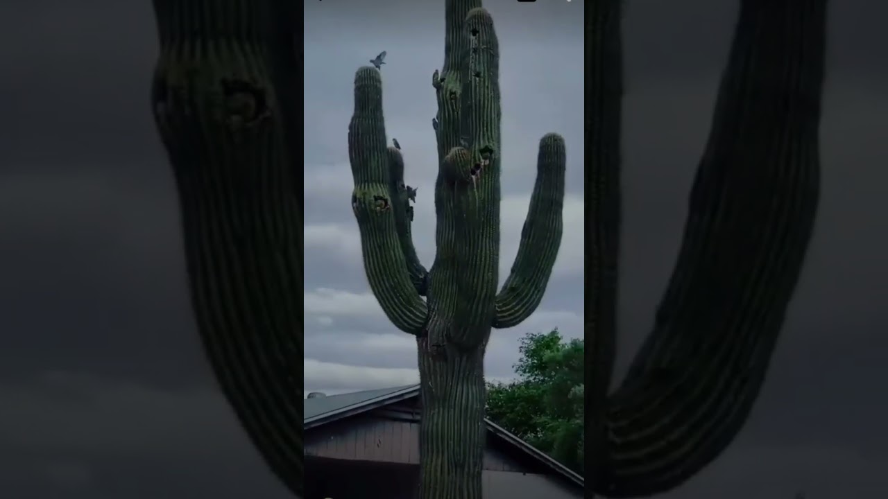 CACTUS BIRDS NEST