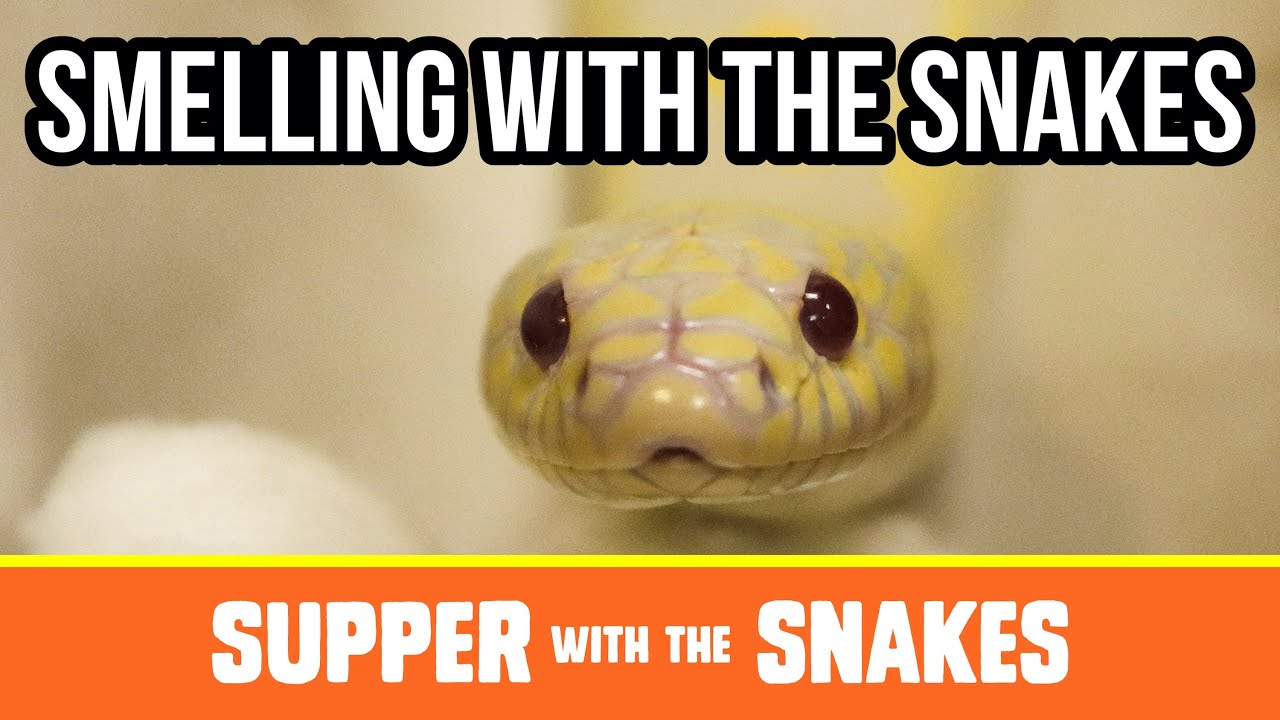 Smelling with the Snakes | Supper with the Snakes