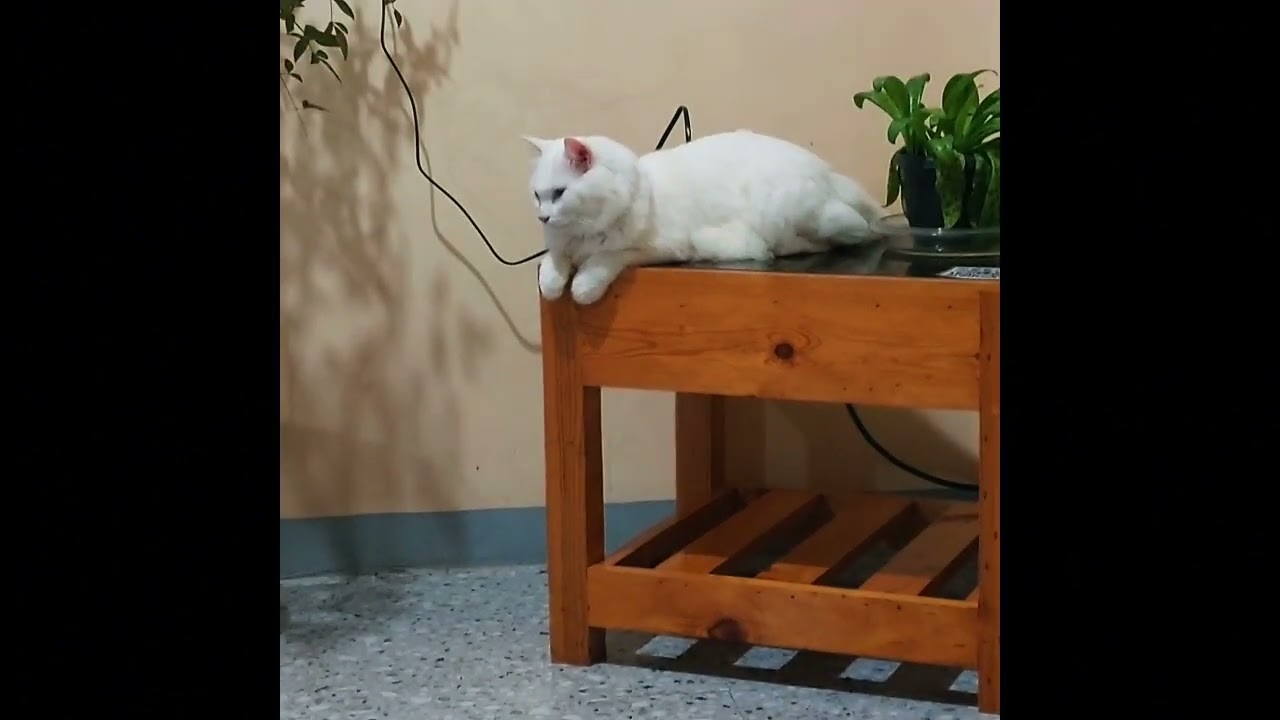 This Cat Is Chilling in Baguio City 🐱🍃 (Meet Nahida)