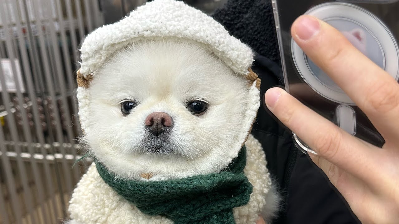 새해부터 귀여움 한도 초과 뚜비의 브이로그🌰