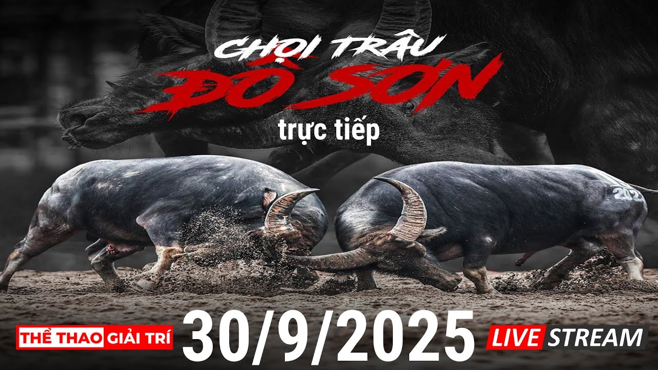 🔴 30/9/25 Trực Tiếp Lễ Hội Chọi Tr&acirc;u ĐỒ SƠN 2025.
