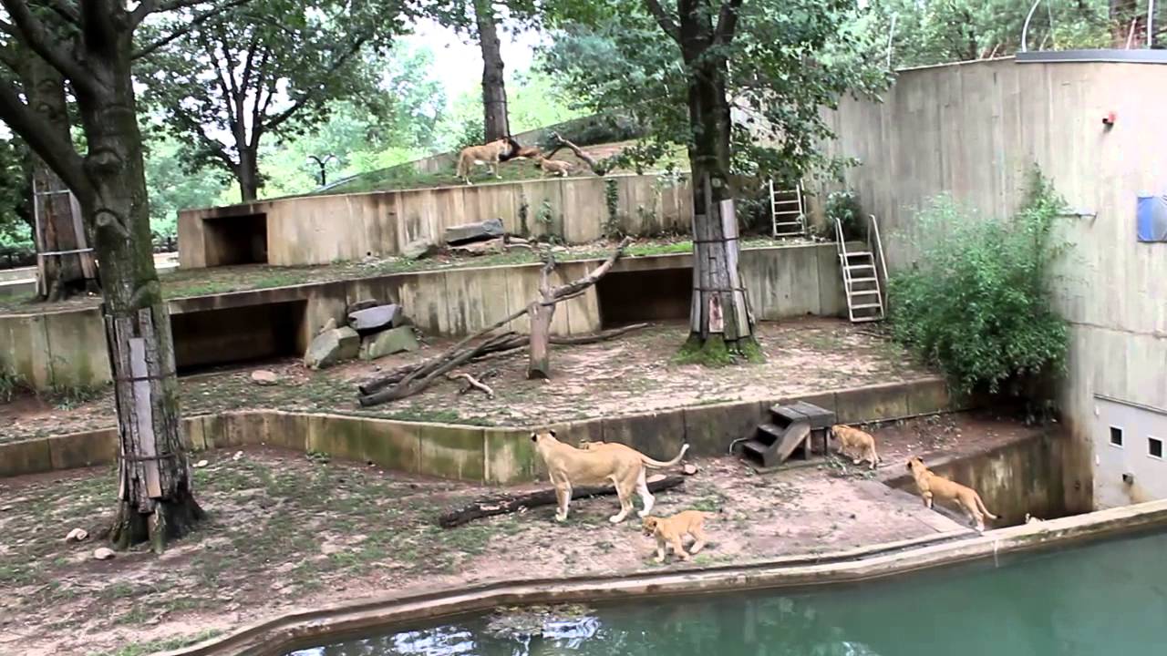 Smithsonian's National Zoo - Lions and cubs playing