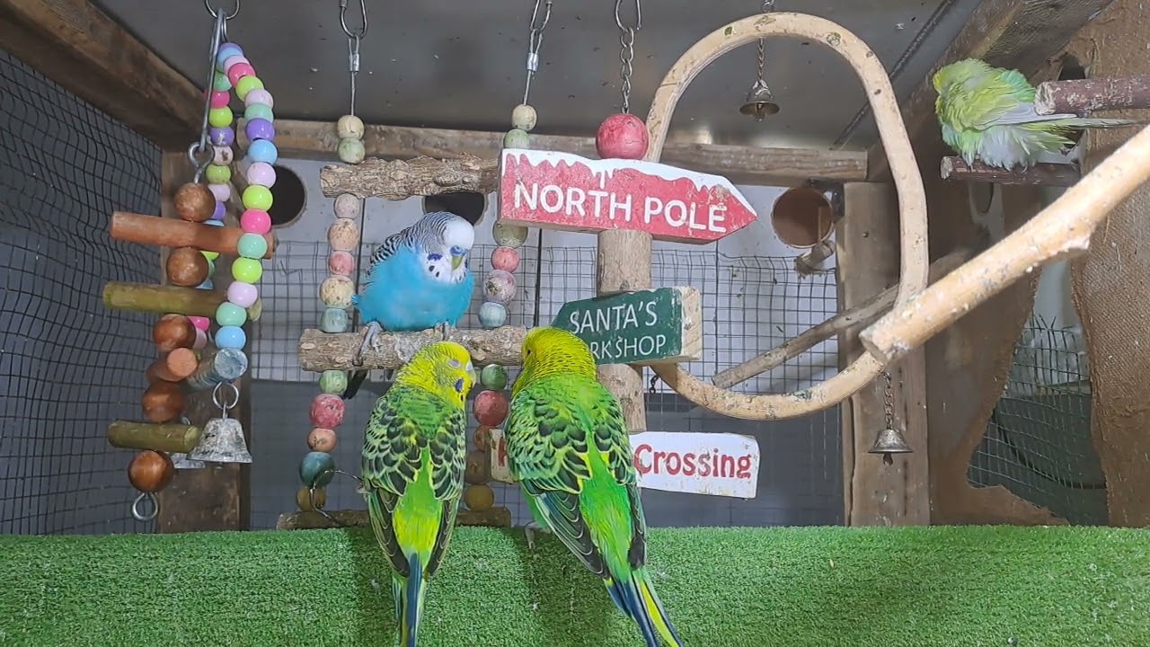 “You won’t believe what he said… 😅🦜 #FYP”