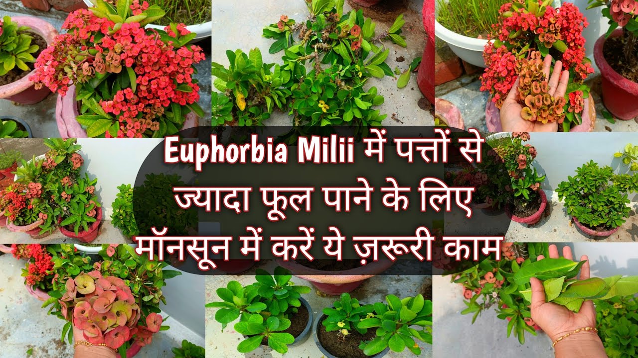 EUPHORBIA MILII MONSOON CARE 🌧️☔ ( मॉनसून में Euphorbia Milii के पौधें पर आज ही ये काम करें 👇🌧️)