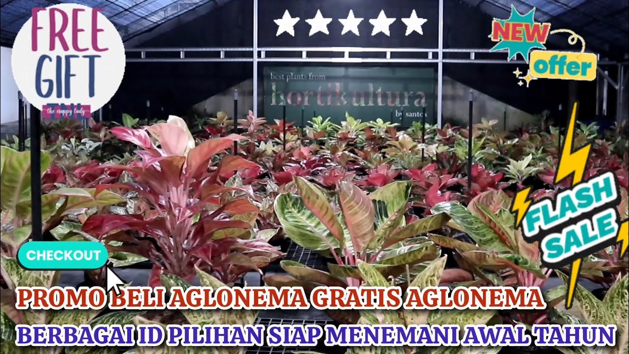 PROMO BELI AGLONEMA GRATIS AGLONEMA. BERBAGAI ID PILIHAN AKAN SIAP MENEMANI AWAL TAHUNMU. Eps 1544