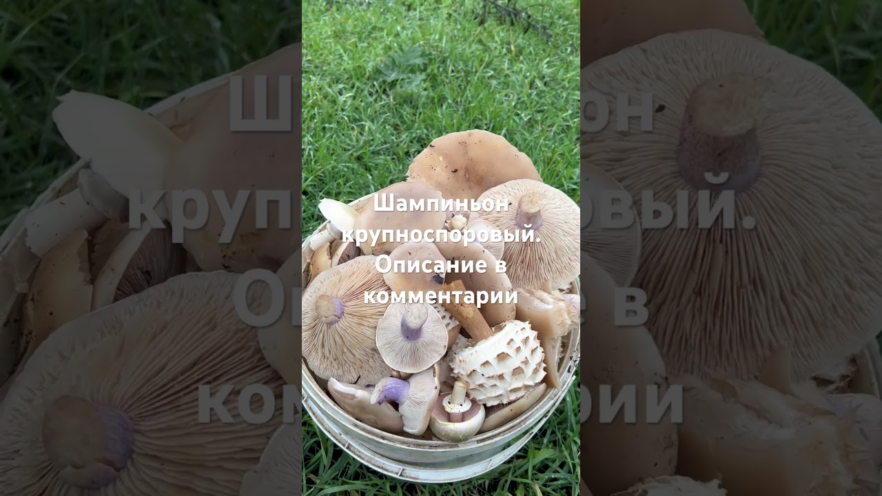 Шампиньон крупноспоровый. Вкуснейший гриб! Сбор 19.11.23