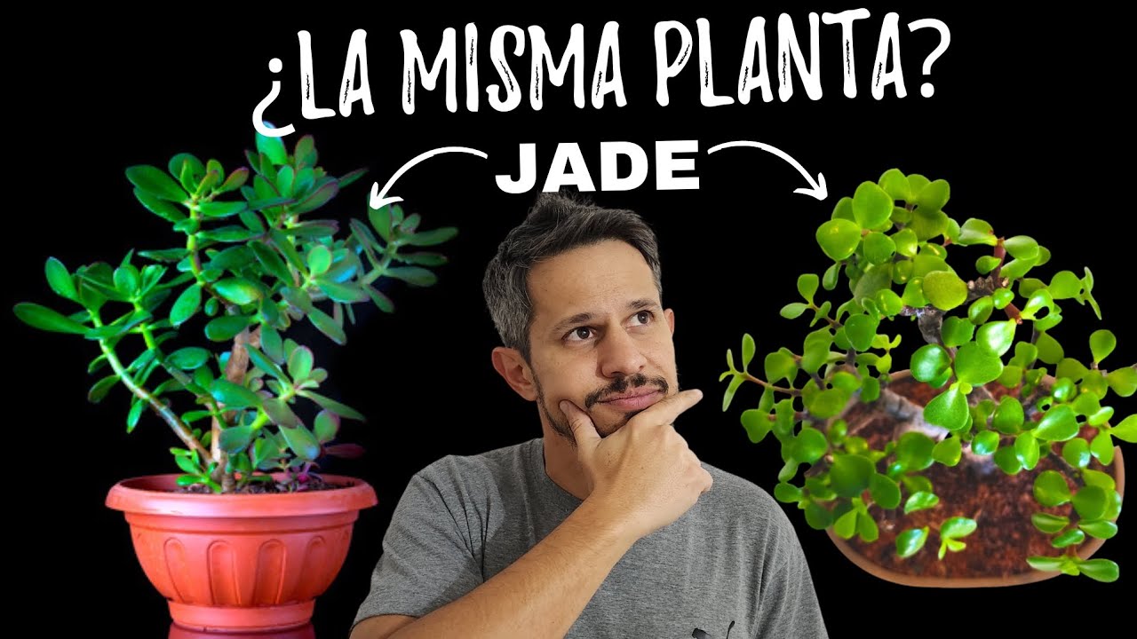 &iquest;CU&Aacute;L ES LA VERDADERA PLANTA DE JADE? ✅ ➡️ y todos sus cuidados!