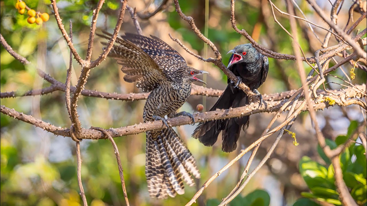 Backyard Birding Goa, March 2023